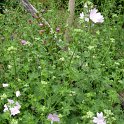 Malva alcea
